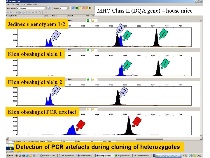 MHC Class II (DQA gene) – house mice Jedinec s genotypem 1/2 2 2