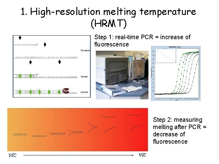1. High-resolution melting temperature (HRMT) Step 1: real-time PCR = increase of fluorescence Step