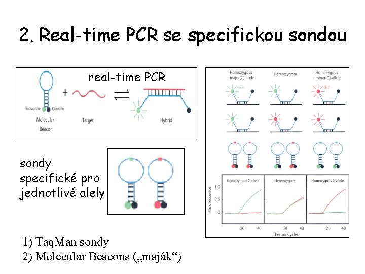2. Real-time PCR se specifickou sondou real-time PCR sondy specifické pro jednotlivé alely 1)