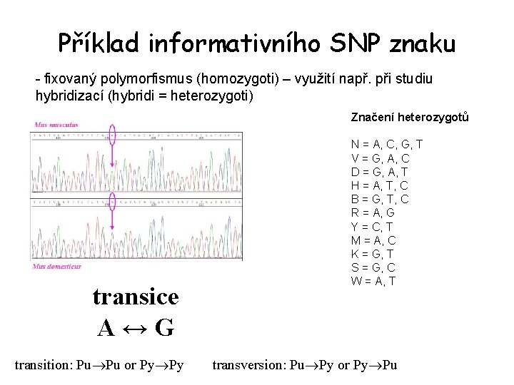 Příklad informativního SNP znaku - fixovaný polymorfismus (homozygoti) – využití např. při studiu hybridizací