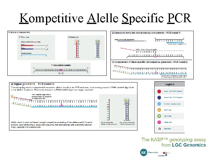 Kompetitive Alelle Specific PCR 