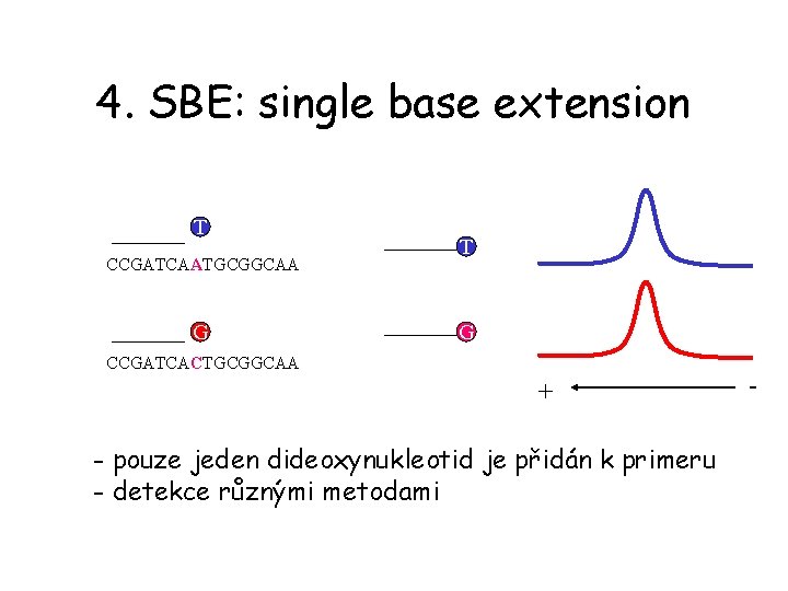 4. SBE: single base extension T CCGATCAATGCGGCAA G T G CCGATCACTGCGGCAA + - pouze