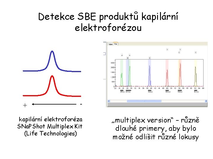 Detekce SBE produktů kapilární elektroforézou + - kapilární elektroforéza SNa. PShot Multiplex Kit (Life