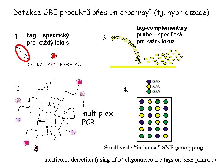 Detekce SBE produktů přes „microarray“ (tj. hybridizace) 1. tag – specifický pro každý lokus