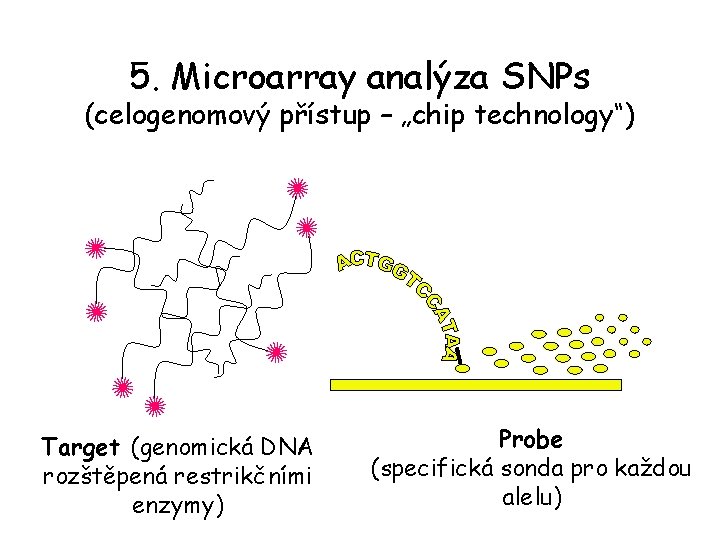 5. Microarray analýza SNPs (celogenomový přístup – „chip technology“) Target (genomická DNA rozštěpená restrikčními