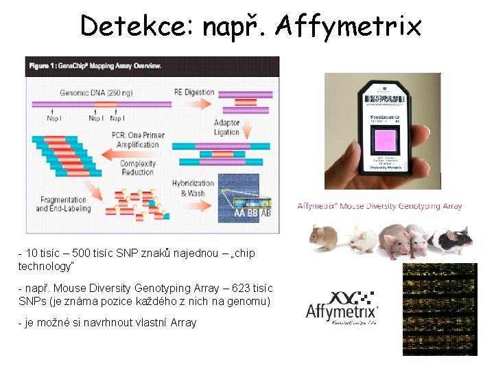Detekce: např. Affymetrix - 10 tisíc – 500 tisíc SNP znaků najednou – „chip