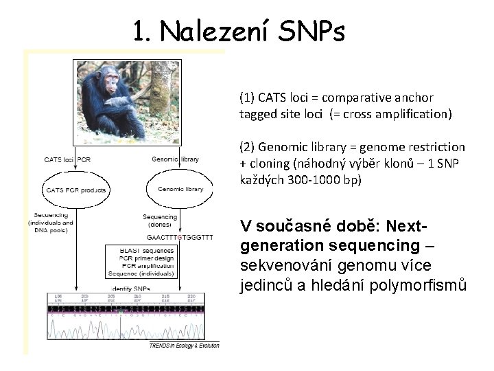 1. Nalezení SNPs (1) CATS loci = comparative anchor tagged site loci (= cross