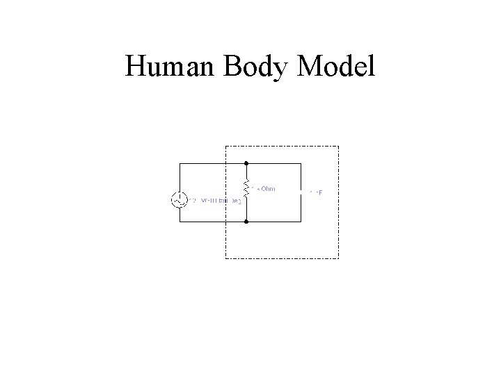Human Body Model 