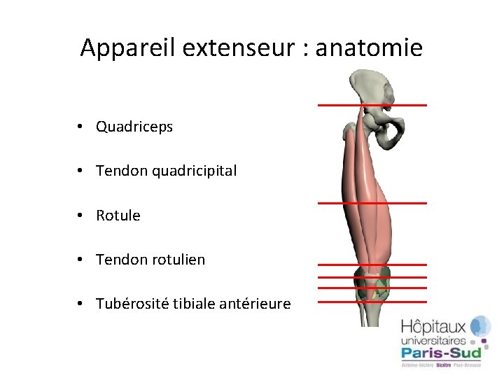 Appareil extenseur : anatomie • Quadriceps • Tendon quadricipital • Rotule • Tendon rotulien