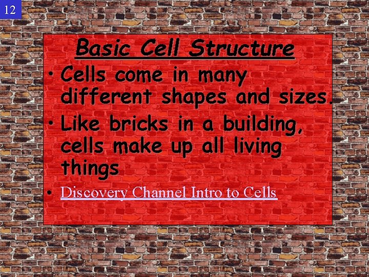 12 Basic Cell Structure • Cells come in many different shapes and sizes. •