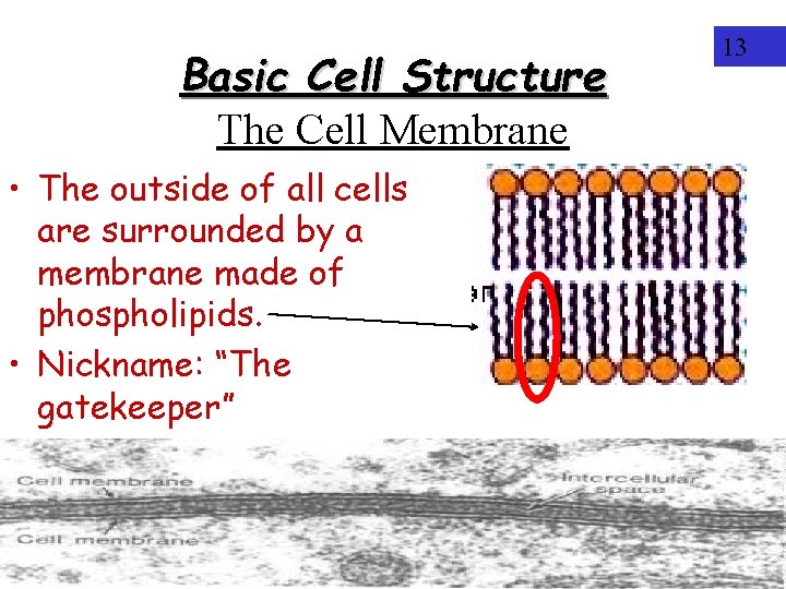 Basic Cell Structure The Cell Membrane • The outside of all cells are surrounded