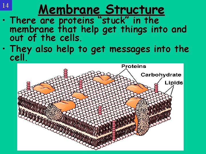 14 Membrane Structure • There are proteins “stuck” in the membrane that help get