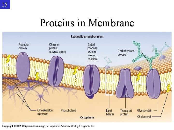 15 Proteins in Membrane 