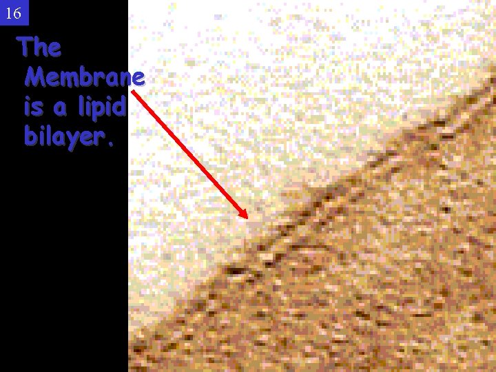 16 The Membrane is a lipid bilayer. 