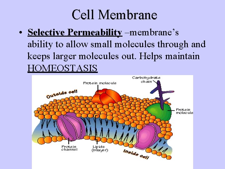 Cell Membrane • Selective Permeability –membrane’s ability to allow small molecules through and keeps