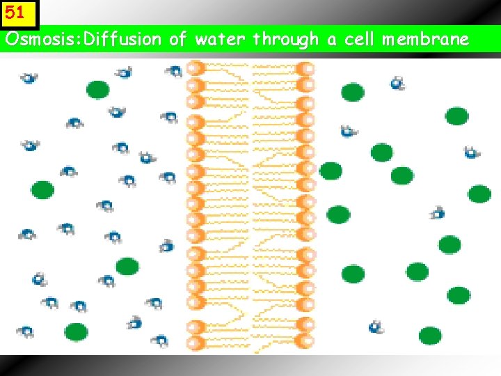 51 Osmosis: Diffusion of water through a cell membrane 