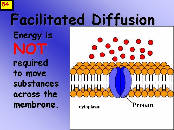 54 Facilitated Diffusion Energy is NOT required to move substances across the membrane. Protein