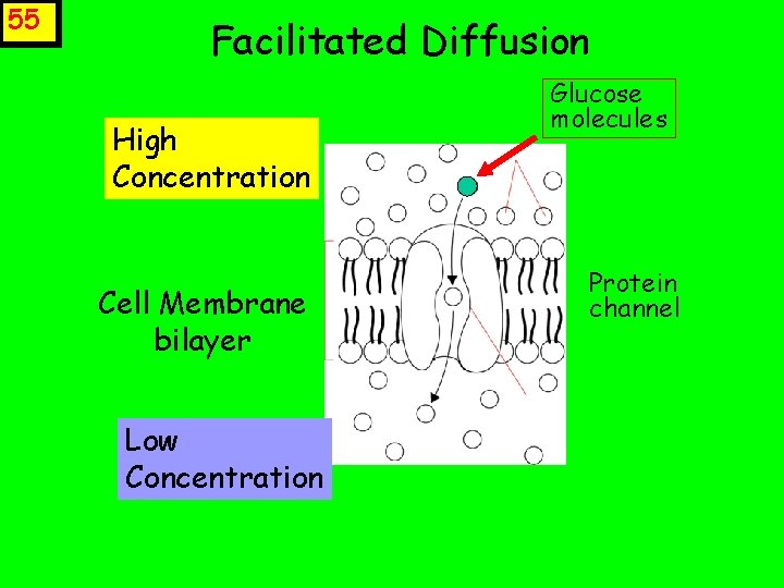 55 Facilitated Diffusion High Concentration Cell Membrane bilayer Low Concentration Glucose molecules Protein channel