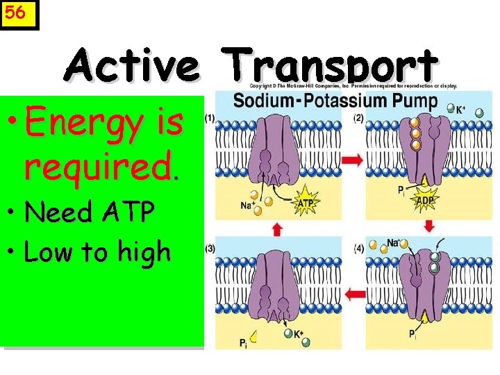 56 Active Transport • Energy is required. • Need ATP • Low to high
