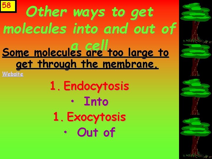 58 Other ways to get molecules into and out of a cell Some molecules