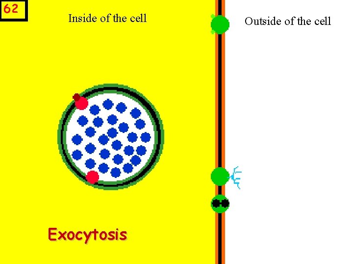 62 Inside of the cell Exocytosis Outside of the cell 