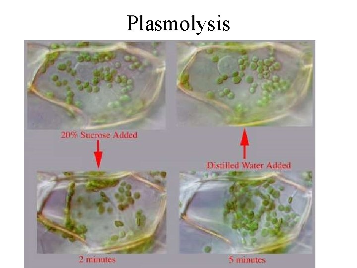 Plasmolysis 