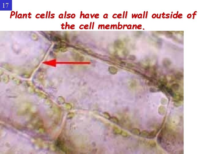 17 Plant cells also have a cell wall outside of the cell membrane. 