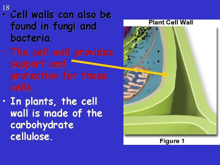 18 • Cell walls can also be found in fungi and bacteria. • The