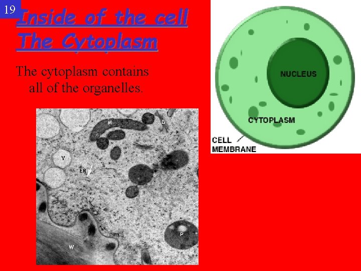 19 Inside of the cell The Cytoplasm The cytoplasm contains all of the organelles.