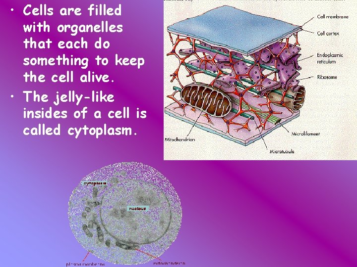  • Cells are filled with organelles that each do something to keep the