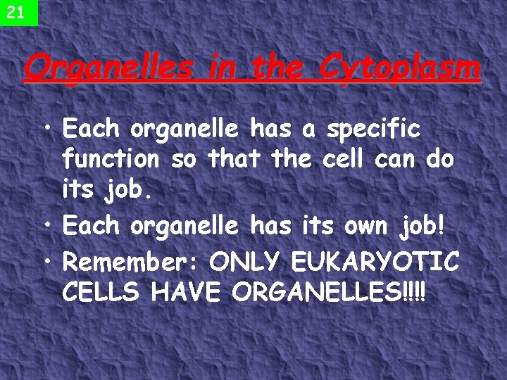 21 Organelles in the Cytoplasm • Each organelle has a specific function so that