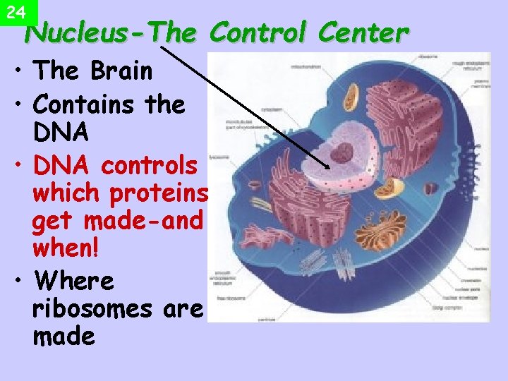 24 Nucleus-The Control Center • The Brain • Contains the DNA • DNA controls