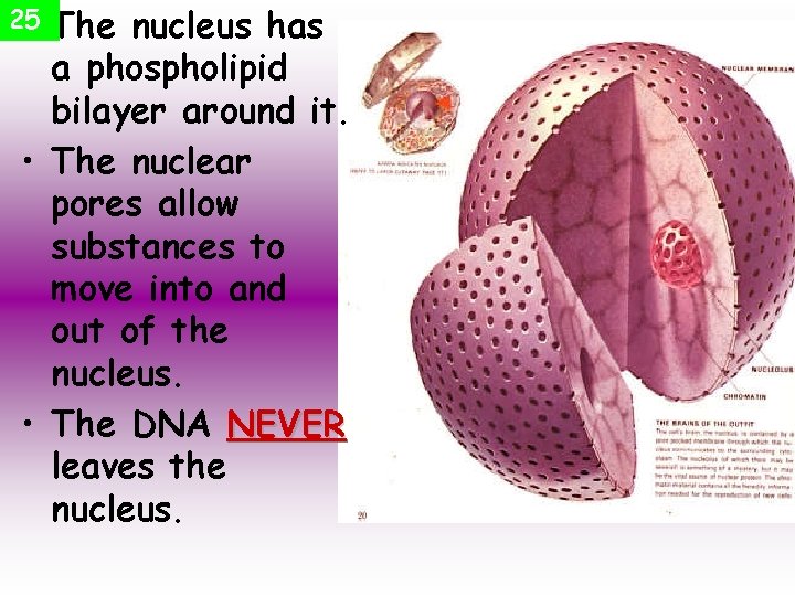 25 • The nucleus has a phospholipid bilayer around it. • The nuclear pores