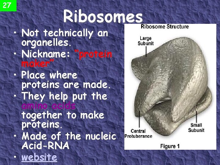 27 Ribosomes • Not technically an organelles. • Nickname: “protein maker” • Place where