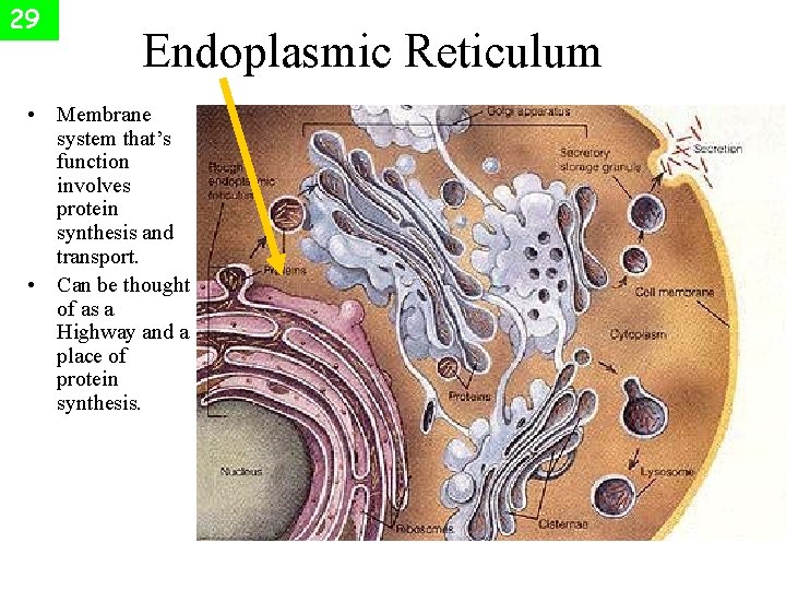 29 Endoplasmic Reticulum • Membrane system that’s function involves protein synthesis and transport. •