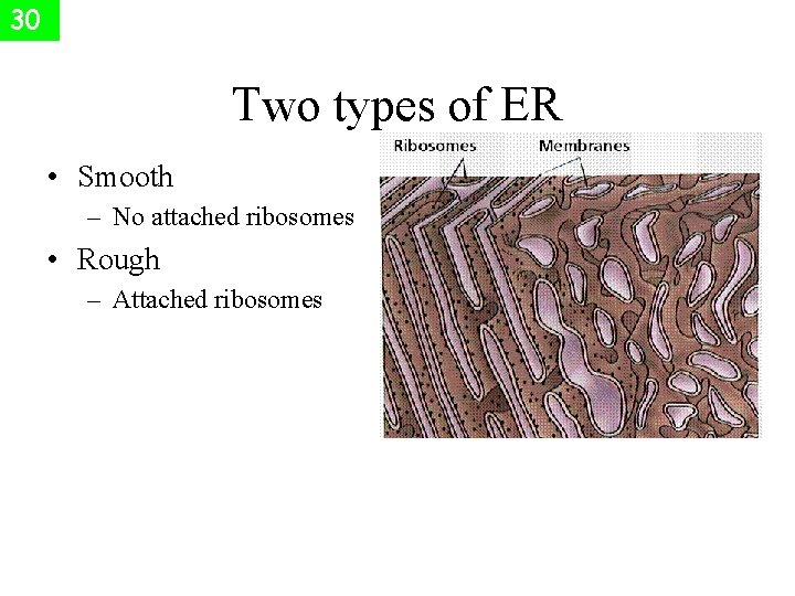 30 Two types of ER • Smooth – No attached ribosomes • Rough –