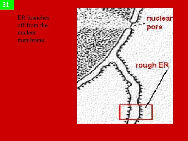 31 ER branches off from the nuclear membrane. 