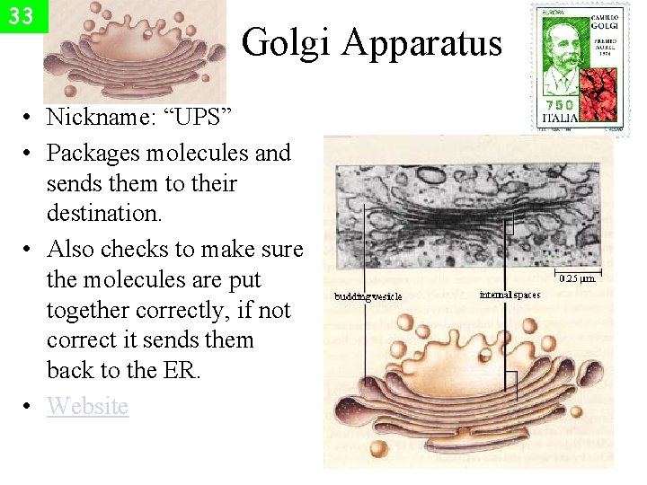 33 Golgi Apparatus • Nickname: “UPS” • Packages molecules and sends them to their