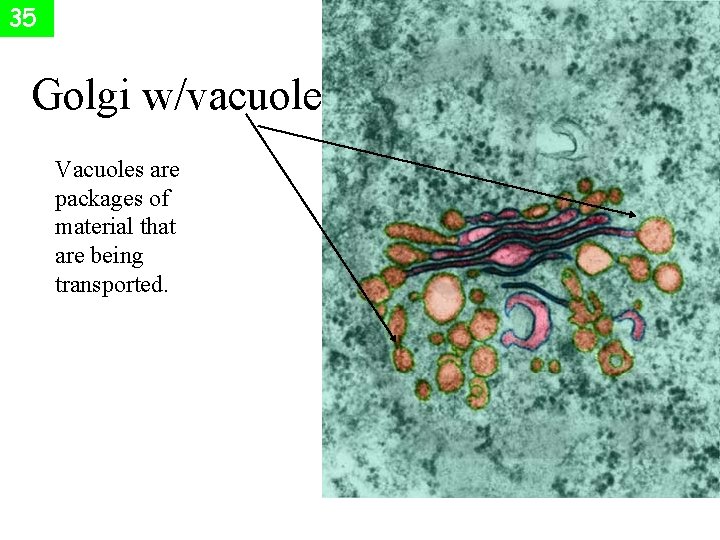 35 Golgi w/vacuoles Vacuoles are packages of material that are being transported. 