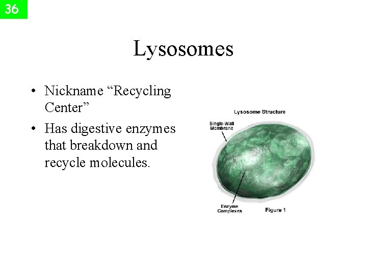 36 Lysosomes • Nickname “Recycling Center” • Has digestive enzymes that breakdown and recycle