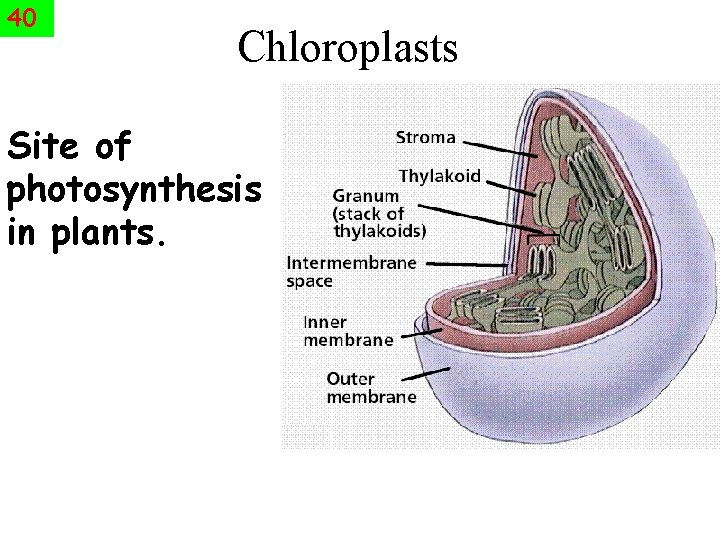 40 Chloroplasts Site of photosynthesis in plants. 