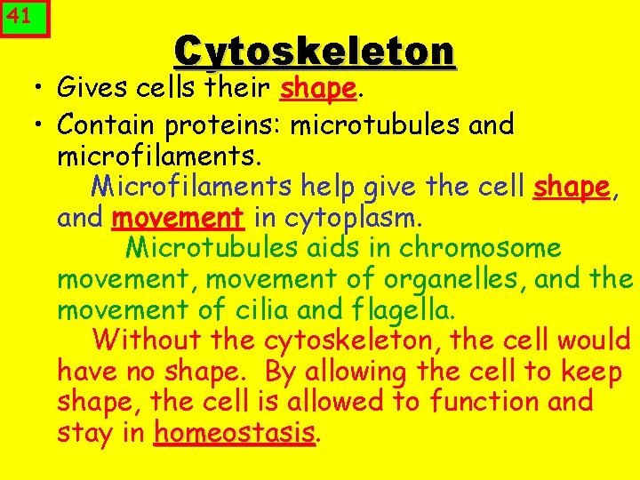 41 Cytoskeleton • Gives cells their shape. • Contain proteins: microtubules and microfilaments. Microfilaments