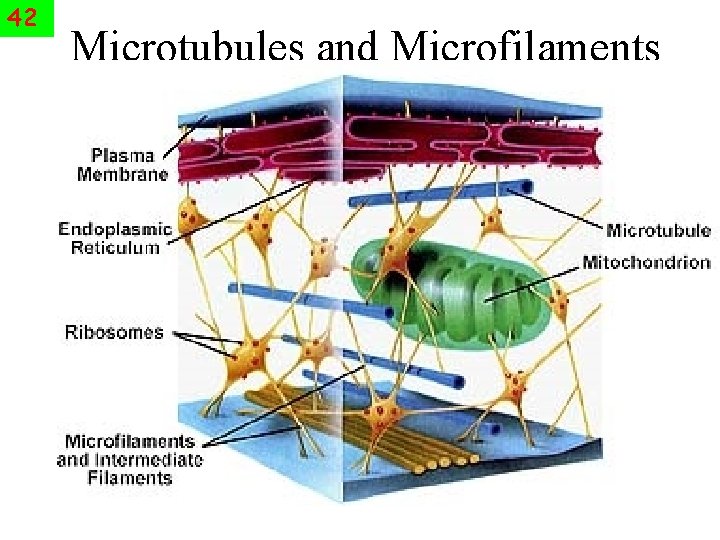 42 Microtubules and Microfilaments 