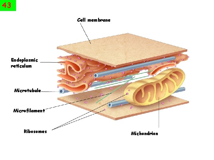 43 Cell membrane Endoplasmic reticulum Microtubule Microfilament Ribosomes Michondrion 