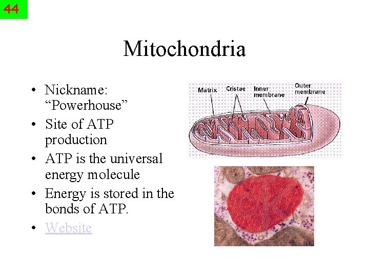 44 Mitochondria • Nickname: “Powerhouse” • Site of ATP production • ATP is the