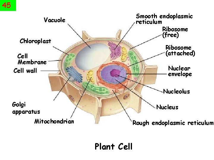 45 Smooth endoplasmic reticulum Ribosome (free) Vacuole Chloroplast Ribosome (attached) Cell Membrane Cell wall