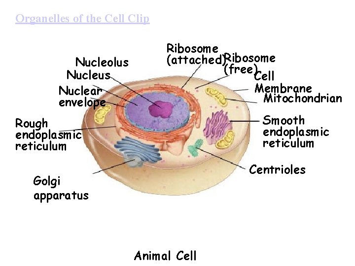 Organelles of the Cell Clip Nucleolus Nuclear envelope Ribosome (attached)Ribosome (free) Cell Membrane Mitochondrian