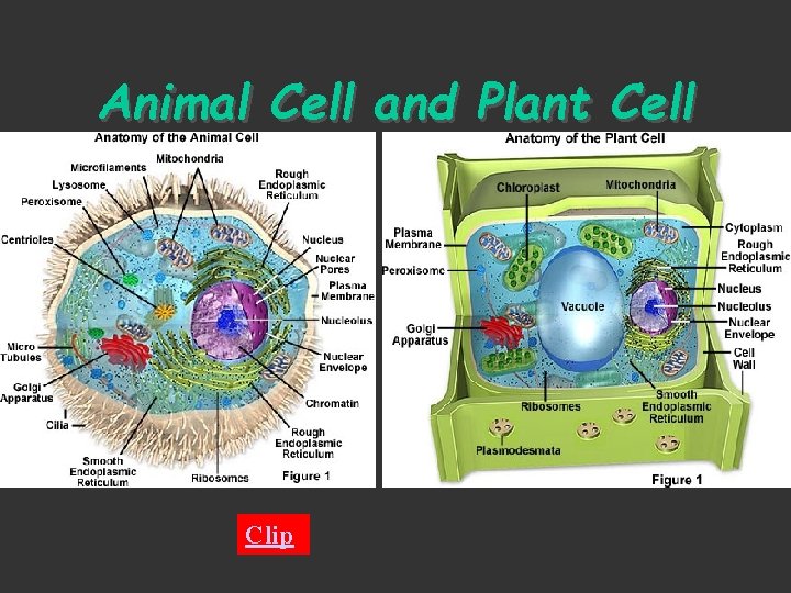 Animal Cell and Plant Cell Clip 