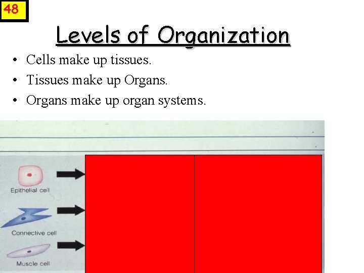 48 Levels of Organization • Cells make up tissues. • Tissues make up Organs.