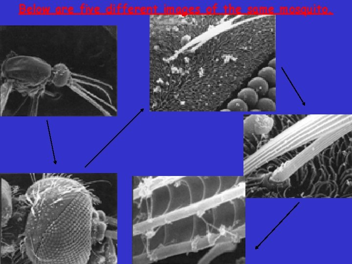 Below are five different images of the same mosquito. 